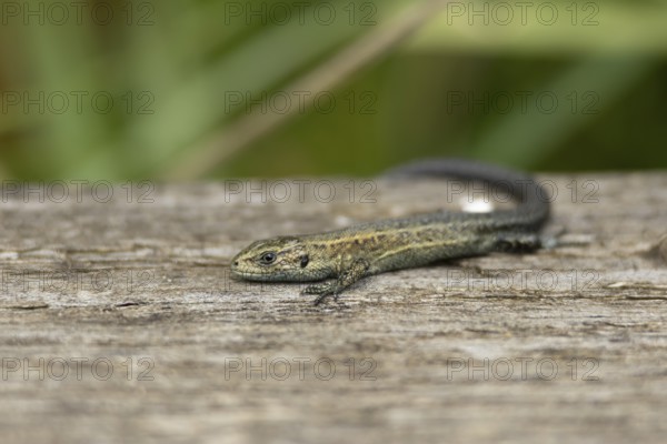 Common lizard (Zootoca vivipara) adult reptile basking on a wooden sleeper, England, United Kingdom, Europe