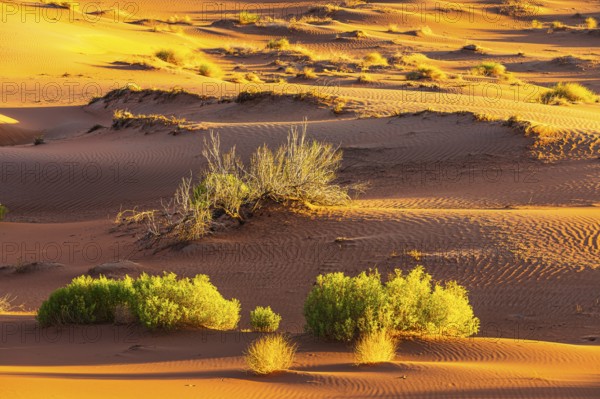 Wind-sculpted sand structure with green vegetation, in the Rub al Khali desert, Dhofar province, Arabian Peninsula, Sultanate of Oman
