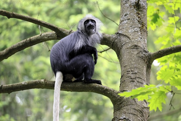 White-bearded snub-nosed monkey (Colobus polykomos), adult, sitting, on tree, foraging, alert