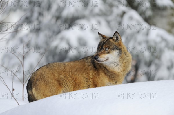 A wolf looks back attentively, standing on a snow-covered hill, Eurasian wolf (Canis lupus lupus), Bavarian Forest National Park