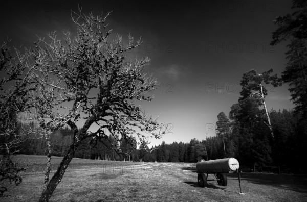 Dead tree, dead, full of lichen, water trough, water wagon, water tank, for cattle, black and white, Weiherwiesen nature reserve, Essingen, Swabian Alb, Baden-Württemberg, Germany, Europe