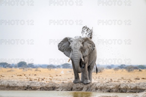African elephant (Loxodonta africana), adult male, splashing himself with water at a waterhole, Nxai Pan National Park, Botswana, Africa