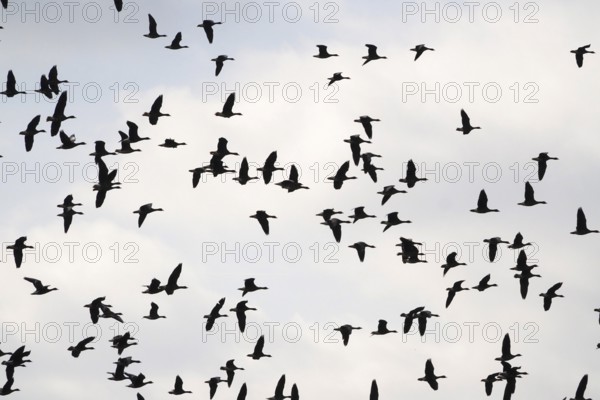 Wild geese in the sky, autumn, Saxony, Germany, Europe