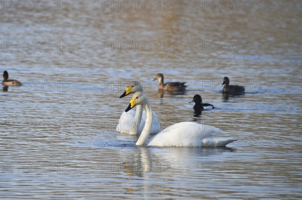 Whooper swans (Cygnus cygnus) on a lake, Schleswig-Holstein, Germany, Europe