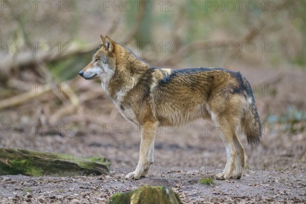 Wolf (Canis lupus), a wolf standing alone in the forest, surrounded by natural environment, Germany, Europe