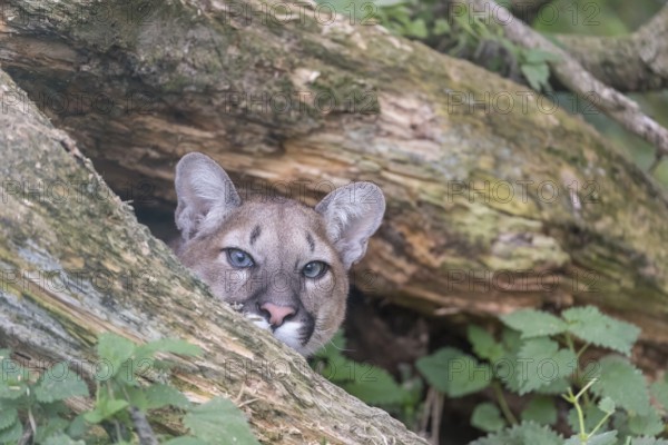 One young adult female cougar, Puma concolor, portrait between the branches of a fallen tree