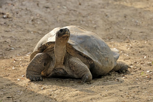 Galapagos giant tortoise (Chelonoidis niger), adult, foraging, captive, Galapagos Islands, Ecuador, South America