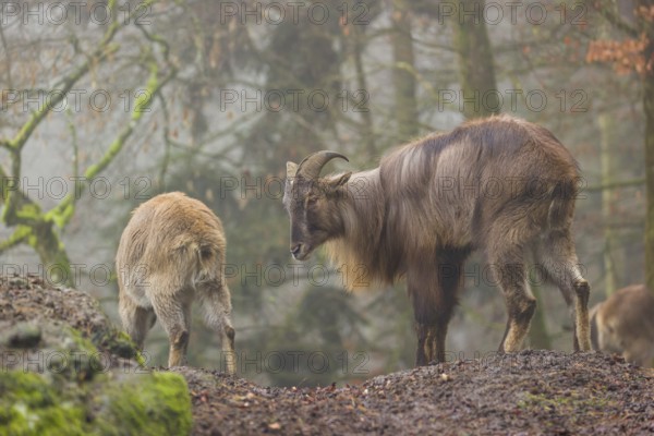 A male and a female Himalayan Tahr (Hemitragus jemlahicus) stand in the forest on a foggy day