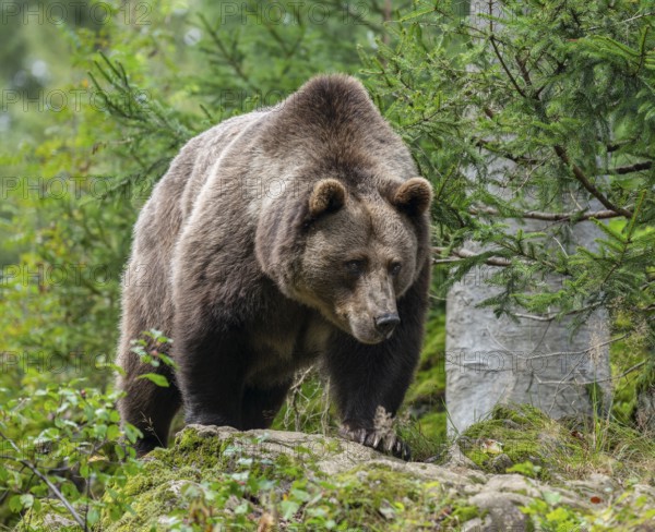 Brown bear (Ursus arctos) stands on a rock and looks attentively, Germany, Europe