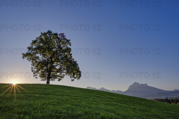 Single English oak (Quercus robur), near Fuessen, behind it the Saeuling, 2047m, Ostallgaeu, Bavaria, Germany, Europe