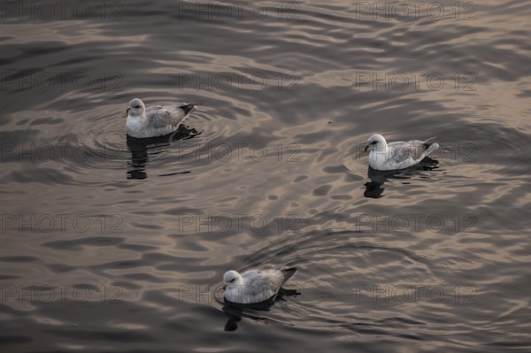Northern fulmars (Fulmaris glacialis) swimming on the sea, Barents Sea, Northeast Iceland, Svalbard and Jan Mayen archipelago, Norway, Europe