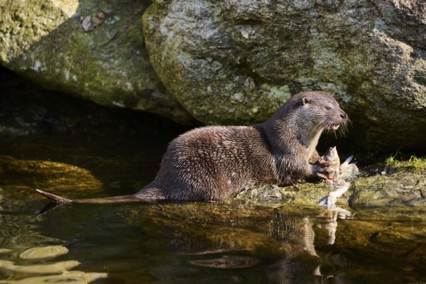 Eurasian otter (Lutra lutra) eting a fish on the shore of a little lake in the bavarian forest, Bavaria, Germany, Europe