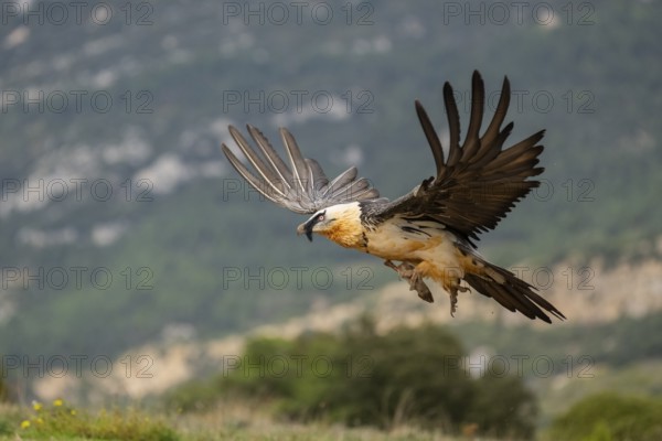 Bearded Vulture (Gypaetus barbatus) adult bird in flight with mountains in the backround, Pyrenees, Lleida, Spain, Europe