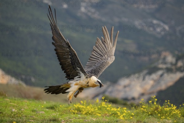 Bearded Vulture (Gypaetus barbatus) adult bird in flight with mountains in the backround, Pyrenees, Lleida, Spain, Europe
