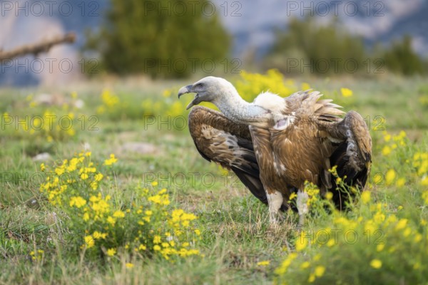 Griffon Vulture (Gyps fulvus) sitting on a flowering meadow in autumn, Pyrenees, Catalonia, Spain, Europe