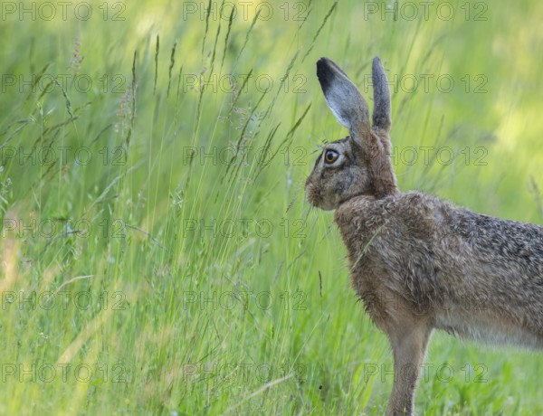 European hare (Lepus europaeus) standing in a meadow and looking attentively, wildlife, Thuringia, Germany, Europe