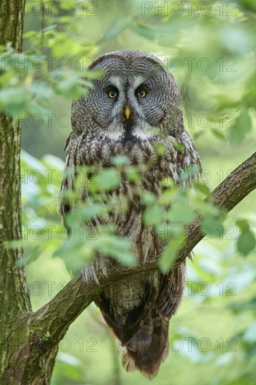 Bearded owl (Strix nebulosa), sitting quietly on a branch and observing, surrounded by green leaves, in a natural, quiet forest ambience