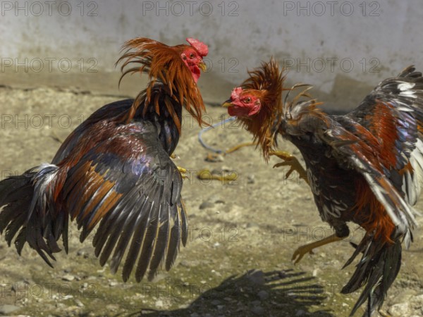 Cockfight, Rantepao, Tana Toraja, Sulawesi, Indonesia, Asia
