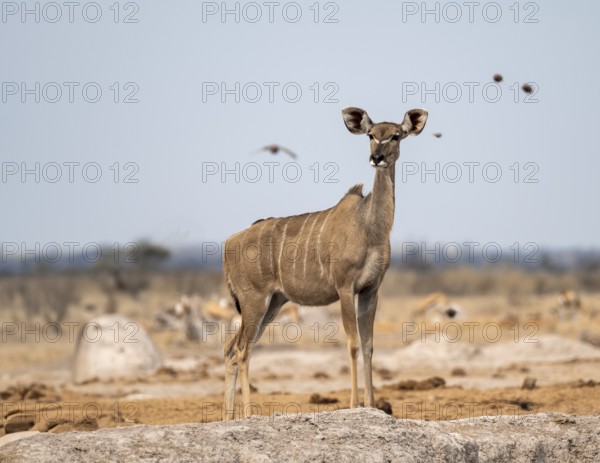Greater kudu (Tragelaphus strepsiceros), adult female, Nxai Pan National Park, Botswana, Africa