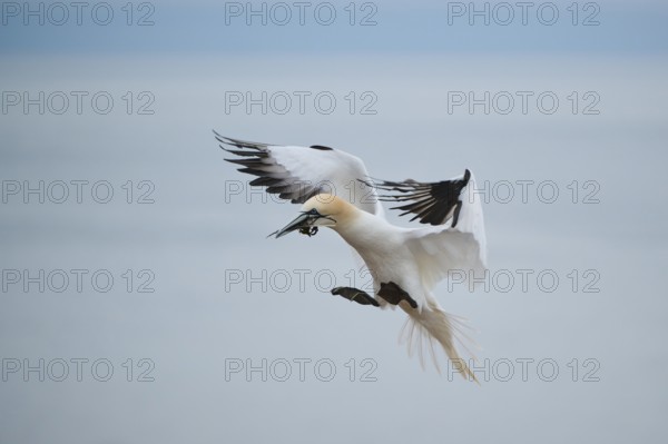 Northern gannet (Morus bassanus) landing with nesting material in its beak, wildlife, Helgoland, Germany, Europe