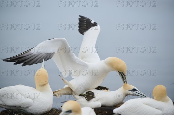 Northern gannet (Morus bassanus) couple, pairing, wildlife, Heligoland, Germany, Europe