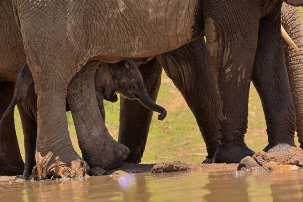 African elephant (Loxodonta africana), young animal, calf, baby elephant, mother, young animal with mother, at the water, Kruger National Park, Kruger National Park, South Africa, Africa