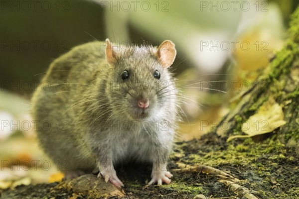 A Norway rat (Rattus norvegicus) sitting on the ground in the forest, surrounded by moss and leaves, Hesse, Germany, Europe