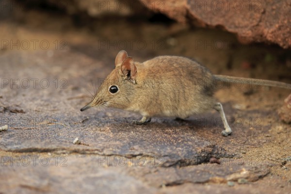 Short-eared elephant shrew, (Macroscelides probosideus), adult, foraging, Mountain Zebra National Park, Eastern Cape, South Africa, Africa