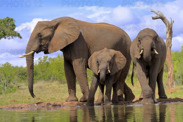 African elephant (Loxodonta africana), adult, juvenile, group, group with juveniles, at the water, drinking, Kruger National Park, Kruger National Park, South Africa, Africa