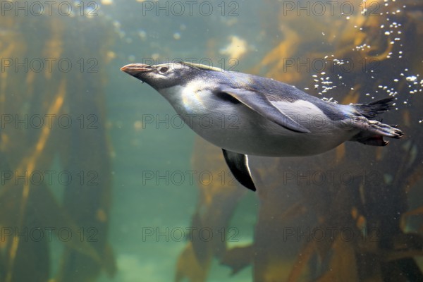 Rockhopper penguin (Eudyptes chrysocome), adult, in water, swimming, South Africa, Africa