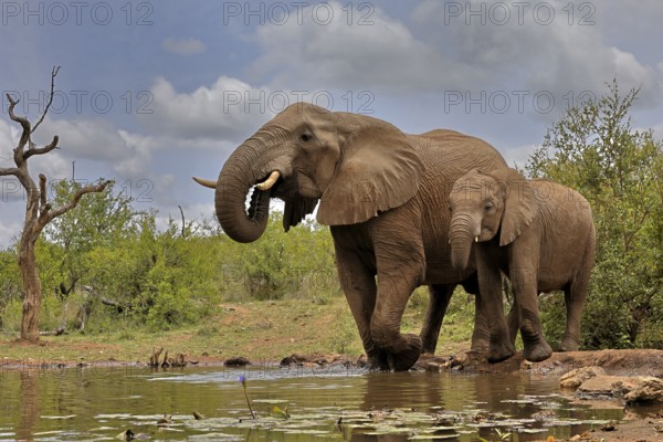 African elephant (Loxodonta africana), adult, bull, male, young, bull with young, at the water, drinking, Kruger National Park, Kruger National Park, South Africa, Africa