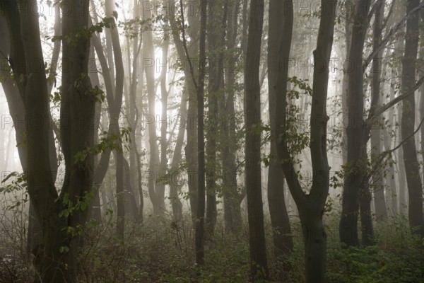 Morning sun penetrates the fog in the deciduous forest, North Rhine-Westphalia, Germany, Europe