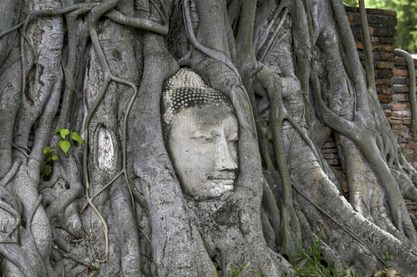Sandstone Buddha head at the foot of a Bodhi tree in Wat Mahathat, Temple of the Great and Holy Relic, Ayutthaya, Ayutthaya Province, Thailand, Asia