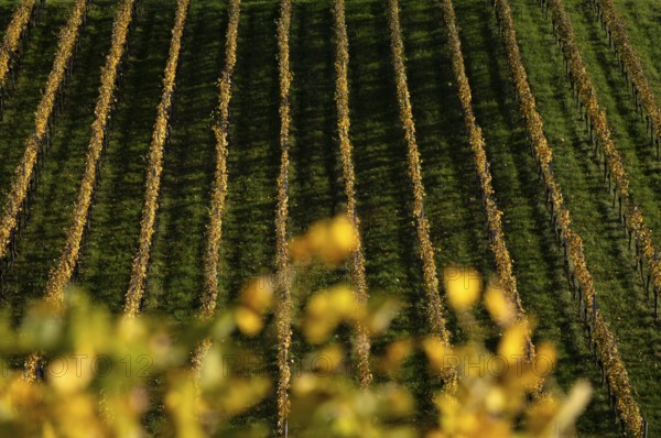 vineyard, vines, grapevines, winegrowing, autumn colouring, autumn, graphic, Strümpfelbach, Weinstadt, Baden-Württemberg, Germany, Europe