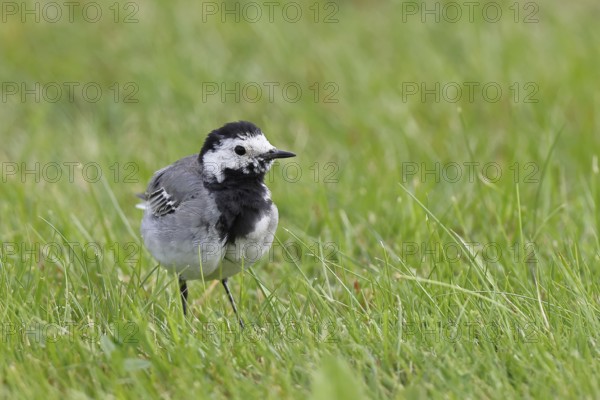 White wagtail (Motacilla alba) foraging on a lawn in a garden, Wilnsdorf, North Rhine-Westphalia, Germany, Europe