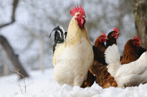 White cock surrounded by chickens in the snow in front of a tree, domestic fowl (Gallus gallus domesticus), Franconia