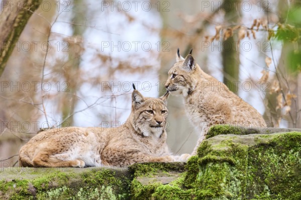 Eurasian lynx (Lynx lynx) mother with her youngster lying on a rock, Bavaria, Germany, Europe