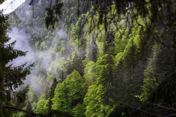 Dense coniferous forest in the mountains with a light mist that emphasises the lush green tones of the trees