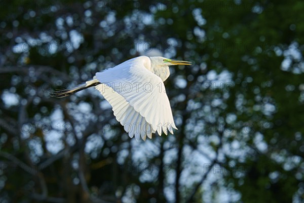Great Egret (Ardea alba), fly, spring, Wakodahatchee Wetlands, Delray Beach, Florida, USA, North America