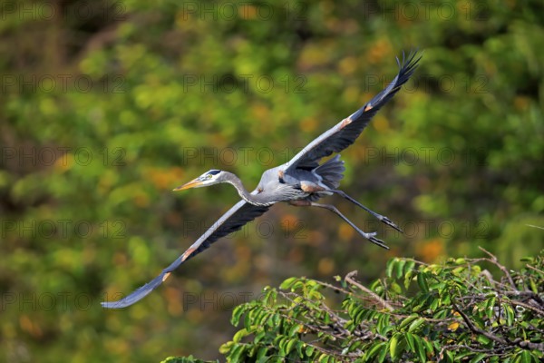 Canada Heron (Ardea herodias), adult flying, Wakodahatchee Wetlands, Delray Beach, Florida, USA, North America
