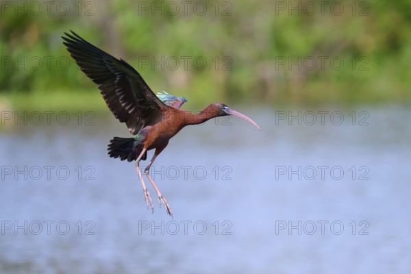 Glossy ibis, (Plegadis falcinellus), flying near a lake, Wakodahatchee Wetlands, Delray Beach, Florida, USA, North America