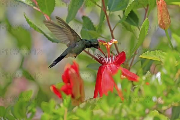 Broad-billed hummingbird (Cynanthus latirostris), adult, male, flying, on flower, foraging, Sonoran Desert, Arizona, North America, USA, North America