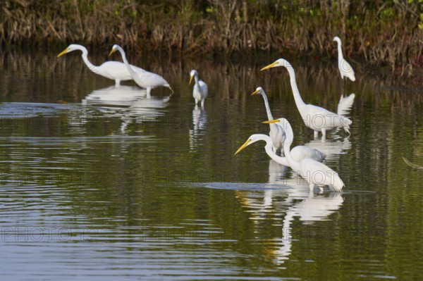 Great Egret (Egretta alba), group standing in a calm body of water surrounded by green vegetation, Black Point Wildlife Drive, Titusville, Florida, USA, North America