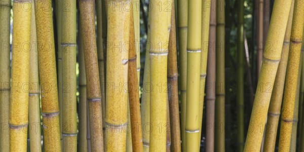 Rough yellow bamboo, Phyllostachys aureosulcata, Lake Constance region, Baden-Württemberg, Germany, Europe