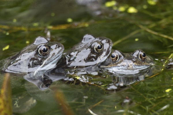 Common frog (Rana temporaria) three adults in a garden pond in the spring, Suffolk, England, United Kingdom, Europe