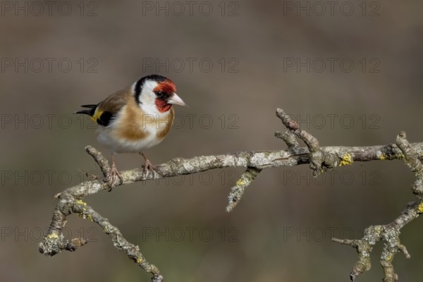 European goldfinch (Carduelis carduelis) sitting on a deadwood branch, Austria, Upper Austria, Europe