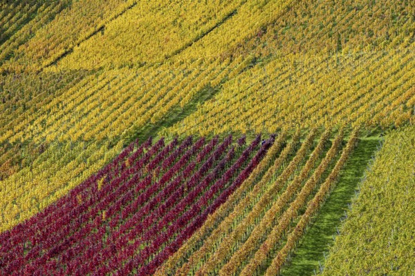 Vineyards in autumn, Rotenberg, Stuttgart, Baden-Württemberg, Germany, Europe