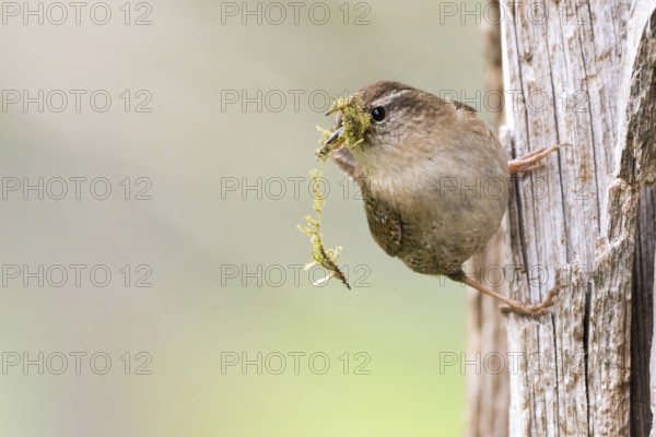 Eurasian wren (Troglodytes troglodytes) holding green moss, nesting material, in its beak and standing on a tree trunk, Hesse, Germany, Europe