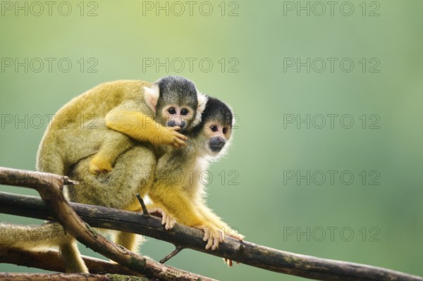 Common squirrel monkey (Saimiri sciureus) mother with her youngster, captive, distribution South America
