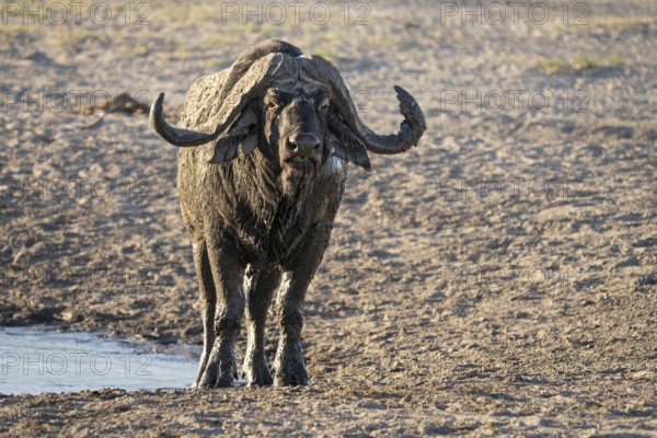 Buffalo, Syncerus caffer, portrait horizontal of wild animal facing the camera, full size. Savuti, Chobe National Park, Botswana, Africa